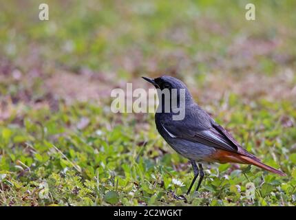 Teleaufnahme des männlichen Rotschwanzes Phoenicurus ochruros Stockfoto