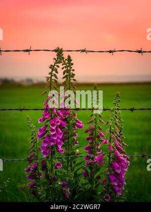 Fuchshandschuhe und Stacheldraht gegen einen Sonnenuntergang Stockfoto