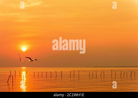 Zwei Möwen am Himmel bei Sonnenuntergang in Thailand Stockfoto
