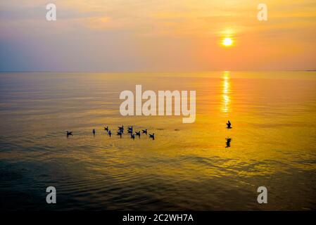 Schwarm von Möwen, die bei Sonnenuntergang im Meer schwimmen Stockfoto