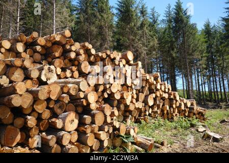 Gestapelte Protokolle in einem forstwirtschaftlichen Plantage Stockfoto