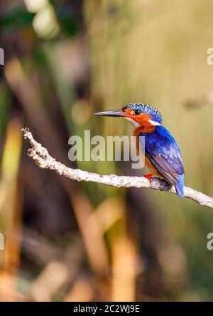 Schöner vogel Kingfisher, Madagaskar Stockfoto