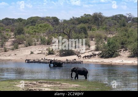 Elefanten und Zebras auf Boteti River im Makgadikgadi Pans National Park, Botswana Stockfoto