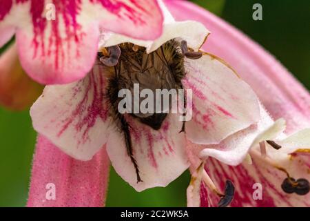 Carder Bumblebee (Bombus pascuorum) Fütterung von einer Gartenblume. Bild zeigt die Person hat einen vollen Pollenkorb. Stockfoto