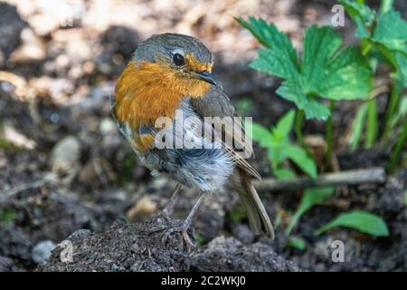 Nahaufnahme Detail eines jungen Robin (Erithacus rubecula) mit Kopf seitlich auf dem Boden im Sommer gespannt: Great Torrington, Devon, England. Stockfoto