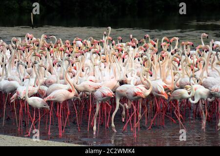 dubai, dubai Steet, Ras Al Khor Wildlife Sanctuary, Dubai, VAE, Tänzerin dubai Stockfoto