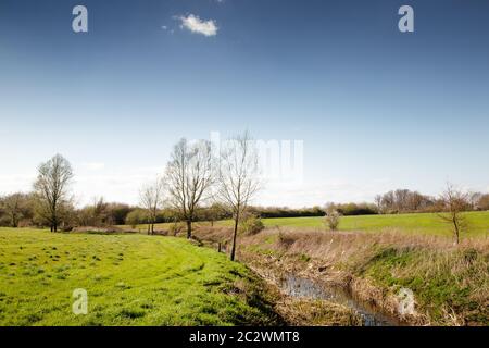 Bäume entlang eines Flussufers direkt vor hatfield Peverel in essex england Stockfoto