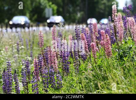 Motala, Schweden 20200618 VIEL Verkehr am Tag vor Mittsommerabend. Blühende Lupinen (Lupinus) neben der Autobahn 50 nördlich von Motala. Foto Jeppe Gustafsson Stockfoto