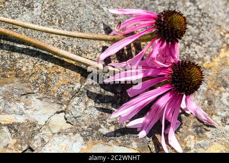 Violette Blume, Coneflower, Köpfe Glade Coneflower lange, schmale, hängende blassrosa bis violette Blüten Stockfoto