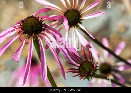 Echinacea pallida blüht in voller Blüte Stockfoto