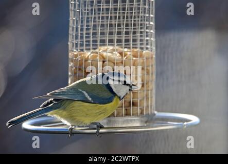 Blauer Parus caeruleus auf dem Feeder Stockfoto