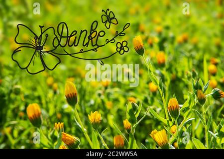 Deutsche Kalligraphie Danke Heißt Danke. Schöne Landschaft Der Daisy Flower Meadow In Der Frühlingssaison. Grüner Gras-Hintergrund Oder Textur Stockfoto