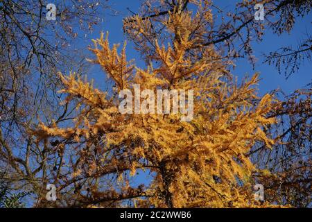 Larix europaea, Europäische Laerche, Europäische Lärche Stockfoto