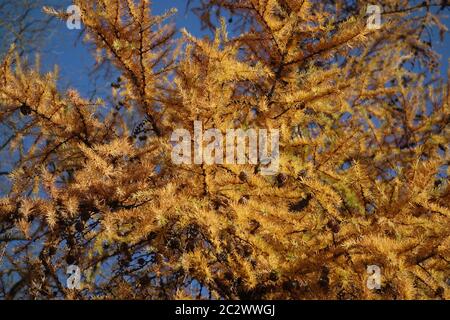 Larix europaea, Europäische Laerche, Europäische Lärche Stockfoto