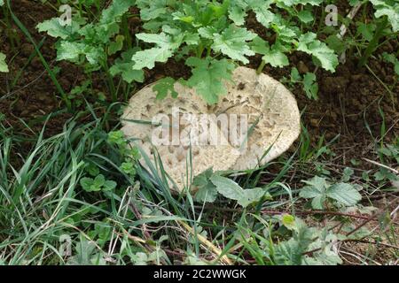 Macrolepiota procera, Sonnenschirm Pilz Stockfoto