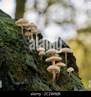 Gemeinsame Motorhaube (Mycena galericulata) auf einem toten Baum im Wald Stockfoto