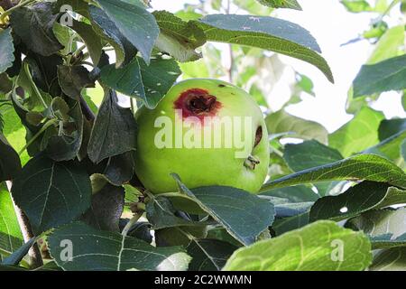 Ein Loch in einem Apfel, verursacht durch einen Spelzen Motte. Stockfoto