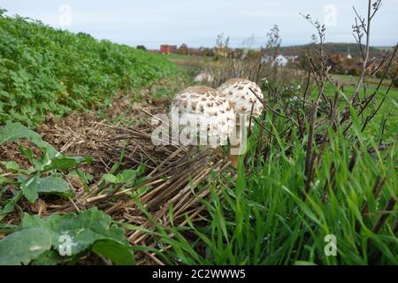 Macrolepiota procera, Sonnenschirm Pilz Stockfoto