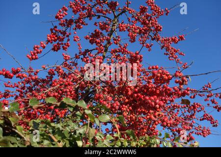 Malus x speciosus, Crabapple Stockfoto