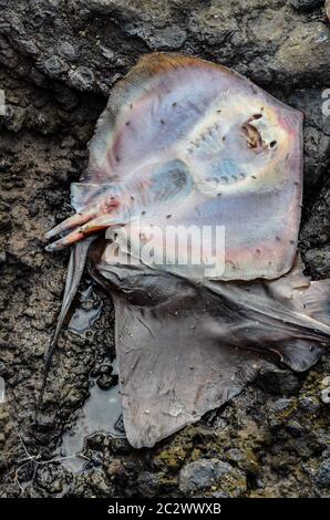 Dead Stingray Fisch an der Küste nahe dem Atlantik Stockfoto