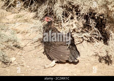 Ein Huhn, Hühner in der offenen Landschaft Stockfoto