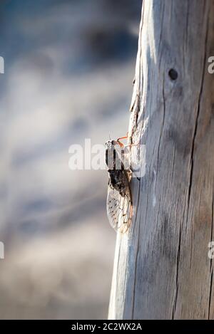 Eine Zikade auf einem Holzmast, kommt sie in Südeuropa vor Stockfoto