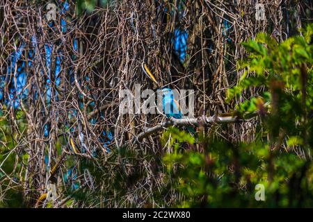 europäischer Walze (coracias garrulus) im Baum. Donaudelta Rumänien Stockfoto