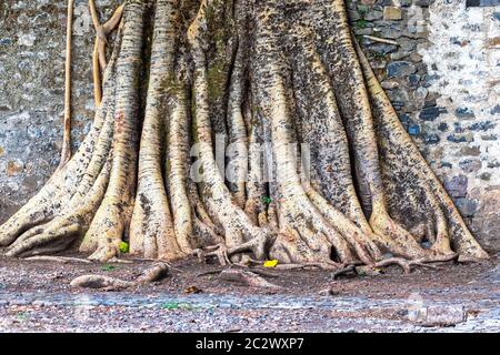 Gondar, Äthiopien, Fasil Ides Badewanne, ein Gewirr von massiven Stamm Wurzeln in einem Königreich, Pool. Stockfoto