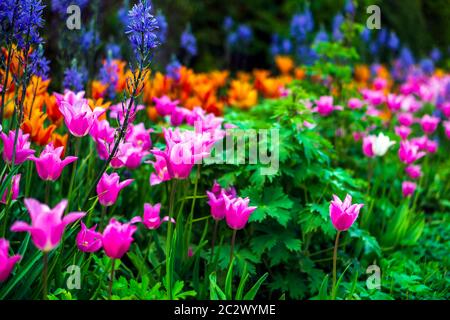 Blühende rosa Tulpe in einem Garten, mit einer selektiven Fokus und eine geringe Tiefenschärfe fotografiert, verschwommenen Hintergrund Stockfoto