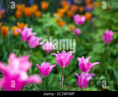 Blühende rosa Tulpe in einem Garten, mit einer selektiven Fokus und eine geringe Tiefenschärfe fotografiert, verschwommenen Hintergrund Stockfoto
