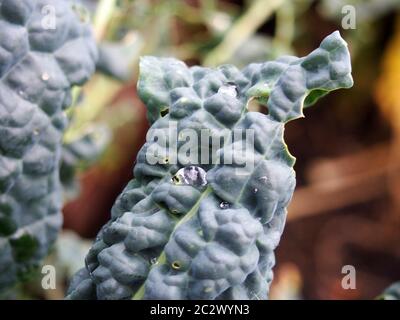 Nahaufnahme der späten Herbstkale, die mit Löchern wächst, die durch Gartenschädlinge verursacht werden, die die Blätter essen Stockfoto