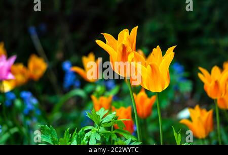 Blühende yellow tulip in einem Garten, mit einer selektiven Fokus und eine geringe Tiefenschärfe fotografiert, verschwommenen Hintergrund Stockfoto