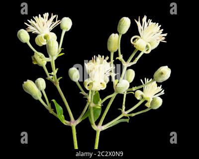 Frühsommer Blumen der UK Klettern Wildflower, Clematis vitalba, Reisefreude, auf schwarzem Hintergrund Stockfoto