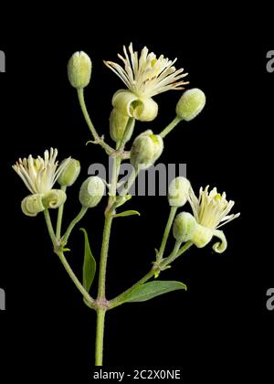 Frühsommer Blumen der UK Klettern Wildflower, Clematis vitalba, Reisefreude, auf schwarzem Hintergrund Stockfoto