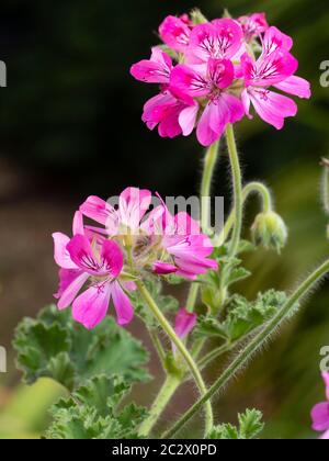 Rosa Sommerblumen der duftenden Laub duftenden Geranie, Pelargonium 'Pink Capitatum' Stockfoto