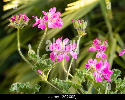 Rosa Sommerblumen der duftenden Laub duftenden Geranie, Pelargonium 'Pink Capitatum' Stockfoto