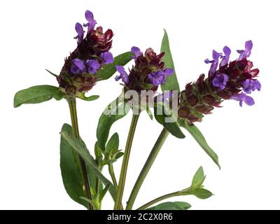 Violett-blaue Blüten der sommerblühenden UK Wildblume, Prunella vulgaris, self heal, auf weißem Hintergrund Stockfoto