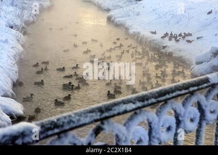 Eine große Herde Enten auf dem Fluss im Winter. Ufer im Schnee. Dampf aus dem Wasser. Das Geländer Stockfoto