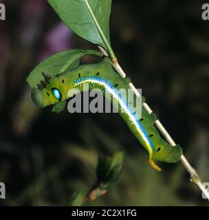 Oleander Hawk-Motte, Daphnis nerii, Raupe auf einem privaten Ast Stockfoto