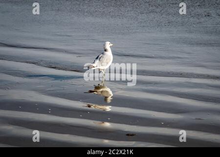 Eine Möwe läuft durch den nassen Sand am Meer Stockfoto