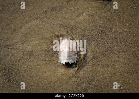 Details, Überreste einer Kruste, Krabbe, die Schale einer Kruste Stockfoto