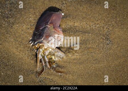 Details, Überreste einer Kruste, Krabbe, die Schale einer Kruste Stockfoto