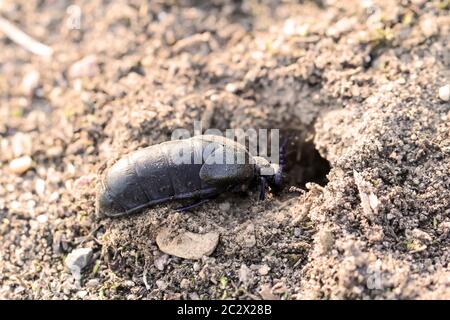 Ein schwarzer blauer Ölkäfig, Schaben- oder Blisterkäfler, Meloiden, auf dem Sand Stockfoto