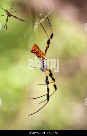 Eine Nephila clavata, eine Art orb-Weberspinne Stockfoto