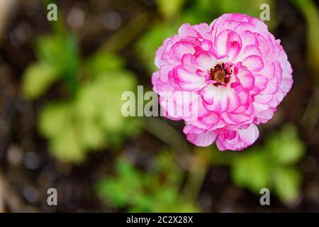 Durchbrochene Blütenblätter einer weiß-rosa Ranunculus Blume auf einem verschwommenen Hintergrund mit grünen Flecken von Blättern und Gras. Stockfoto