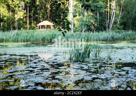 Ein Teich mit Seerosen und anderen Wasserpflanzen Stockfoto