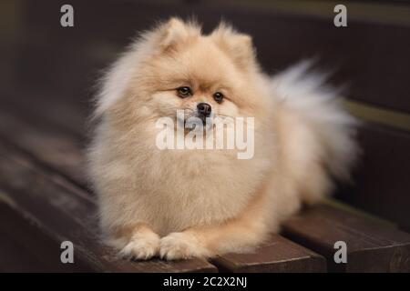 Cream Spitz Rasse Hund auf einer Bank in einem Park liegen Stockfoto