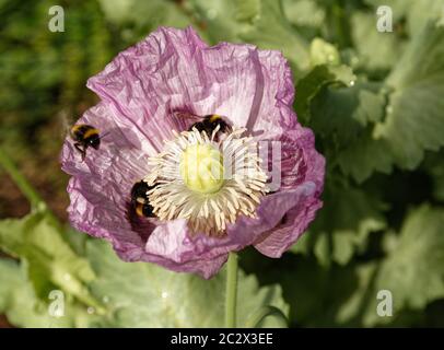 Weiße Bodenbienen auf einem rosa Opium Mohn hwad sammeln Pollen. Stockfoto