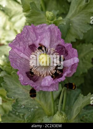 Weiße Bodenbienen auf einem rosa Opium Mohn hwad sammeln Pollen. Stockfoto