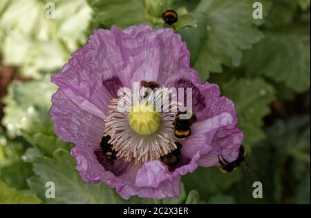 Weiße Bodenbienen auf einem rosa Opium Mohn hwad sammeln Pollen. Stockfoto